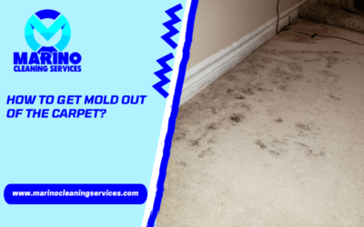 How To Get Mold Out Of The Carpet?