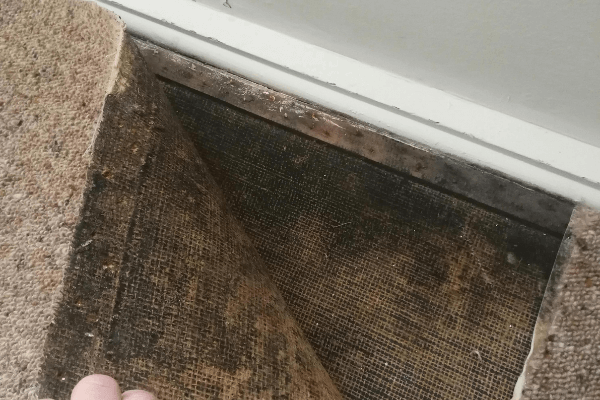Mold at the surface of the carpet