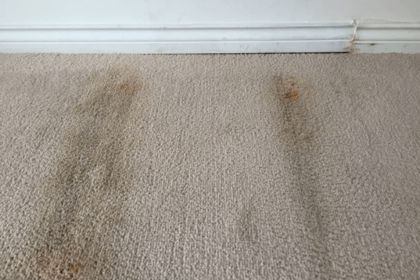 Mold on the carpet
